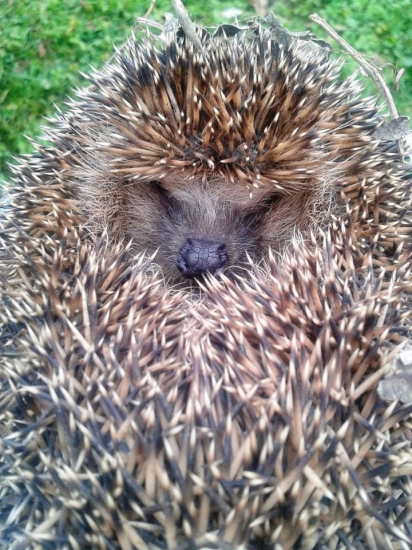 Jež hnedý