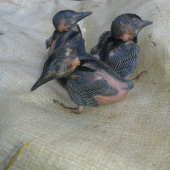 Rybáriky pred krúžkovaním