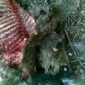 Po vlkoch toho moc nezostalo.