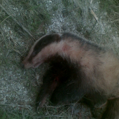 Zimu prežije a takto dopadne .