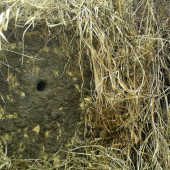 Umelé hniezdo pre rybárika riečneho postavené len či sa zapáči .