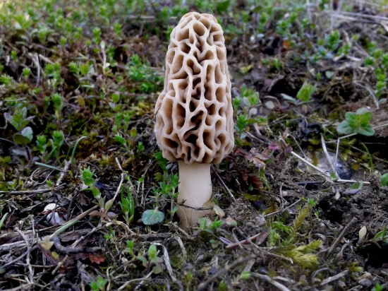 Smrčok jedlý rastie v apríli a máji.