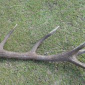 Kamarátov zhod váha 3,30 kg dĺžka 1,10 m