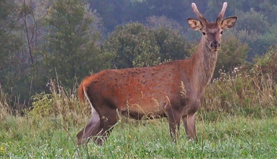 Mládenec
