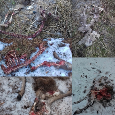 Niektoré torzá po útoku vlkov po niektorých zostala len srsť .