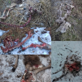 Niektoré torzá po útoku vlkov po niektorých zostala len srsť .