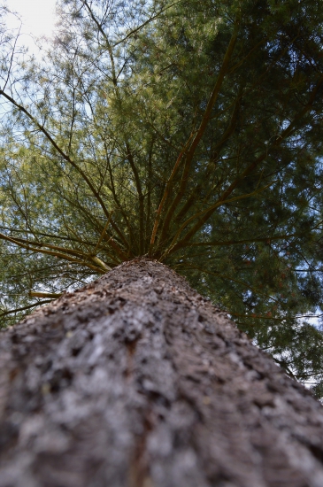 Pinus