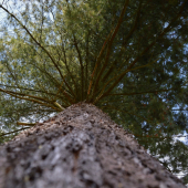 Pinus