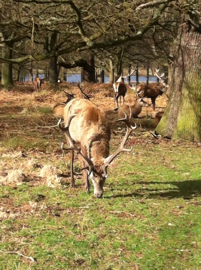 richmond park,londyn