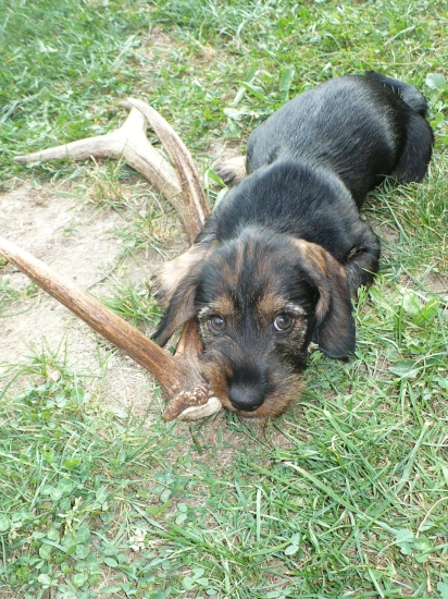 Chip-chs. Kršlenica