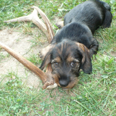 Chip-chs. Kršlenica