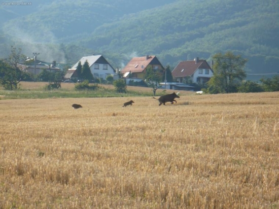 pri koseni repky