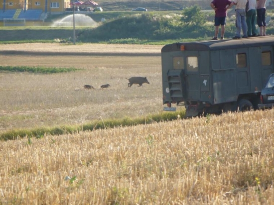pri koseni repky