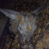 kamaratov prvy...detail