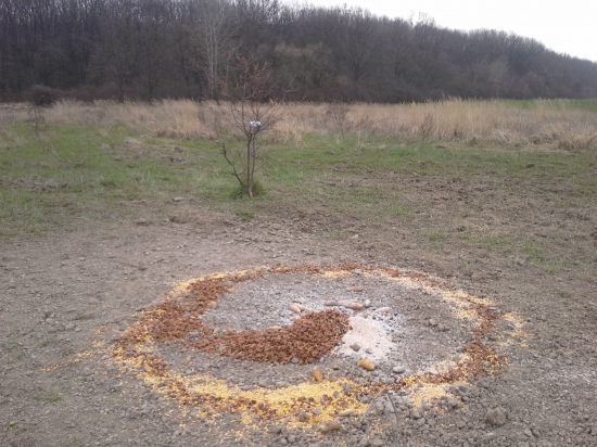 Zakrmenie diviačikov