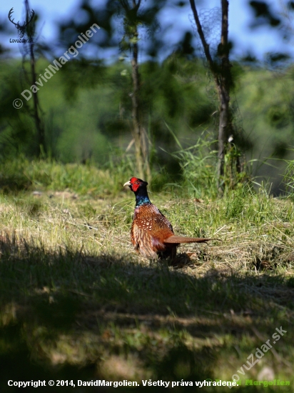 Bažant