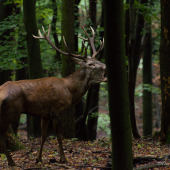 Keď príde na kúsok