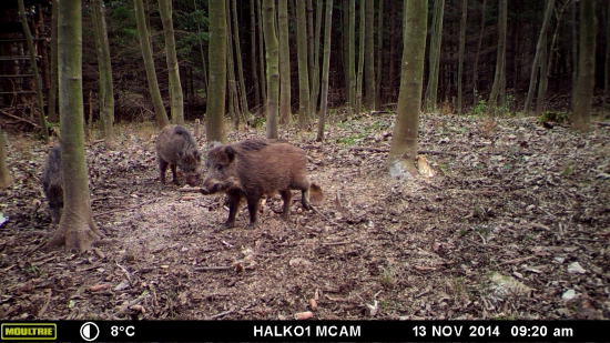 3 male prasiatka