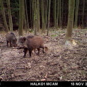 3 male prasiatka