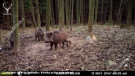 3 male prasiatka