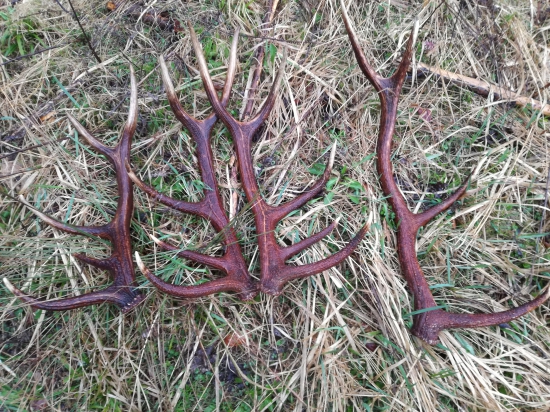 Dnes ráno sa zadarilo zase 