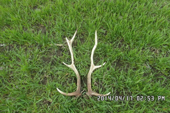 Ozimina nesklamala.... 10m od seba