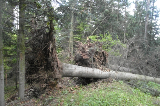 Po daždi a silnom vetre