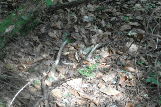 dneštný minuloročný šestoračik