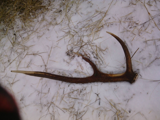 Dnešný tohtročný šestorák