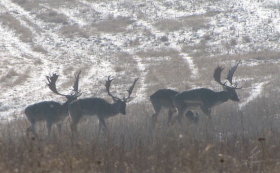 Dnesni fesaci proti slnku