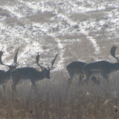 Dnesni fesaci proti slnku