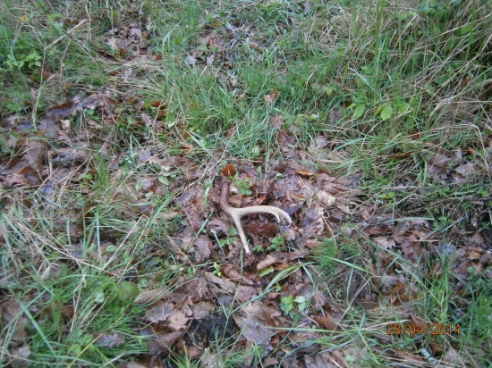 Shoz jelen viržinský