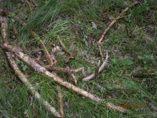 Shoz z jelena Viržinského