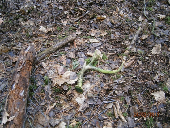 shoz z jelence viržinského