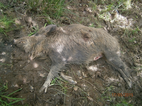 Bachyňka