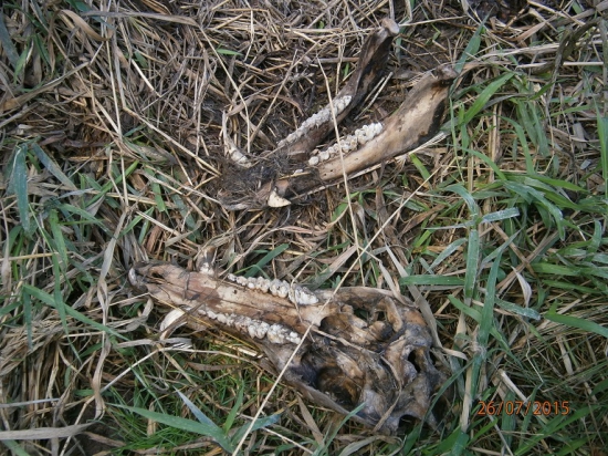 Divočák