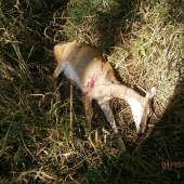 Úhyn viržinské laně