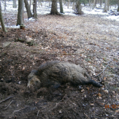 Divočák