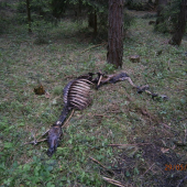 Laň