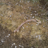 Srnčí