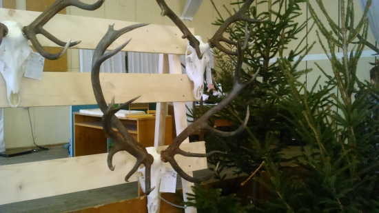 Zlatá rarita jeleňa z CHP Humenné