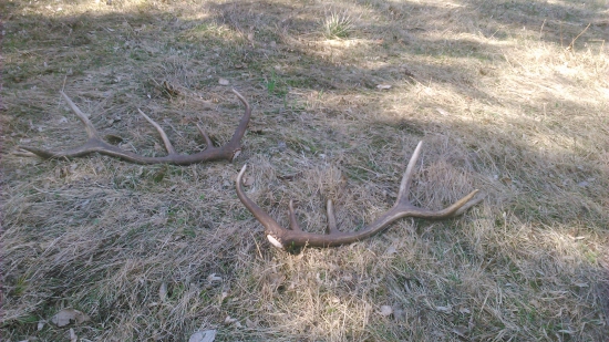 Para mladého dvanastoráka