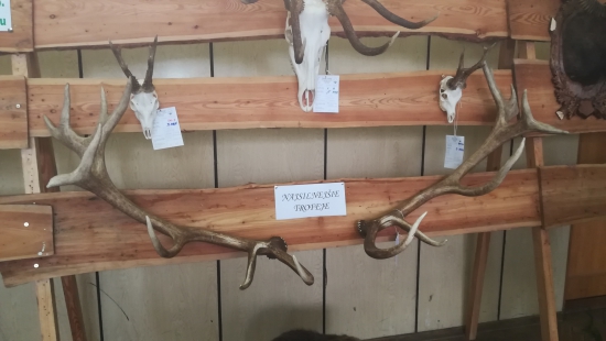 Najsilnejšia jelenia trofej na chovateľskej  v Humennom 220,40 b
