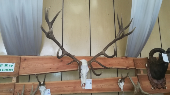 Strieborný jeleň, 209,28 b, CHP Humenné