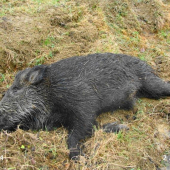 Prvý kanček - foto pri približovaní