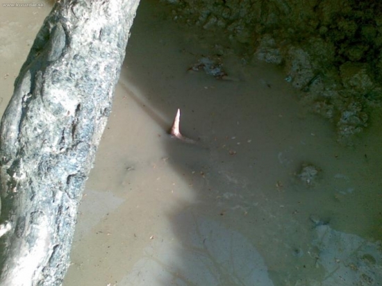 takto ma cakal..v solisku...