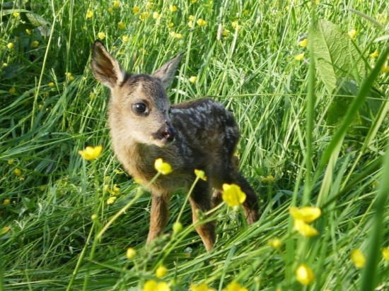 srnčiatko