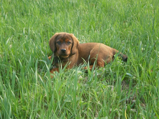 Dina z Nízkych Beskýd