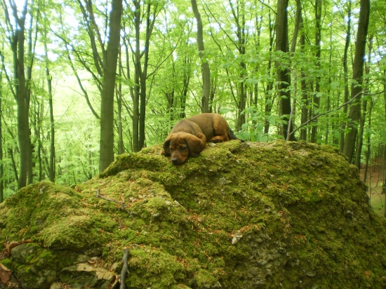 Dina z Nízkych Beskýd 2
