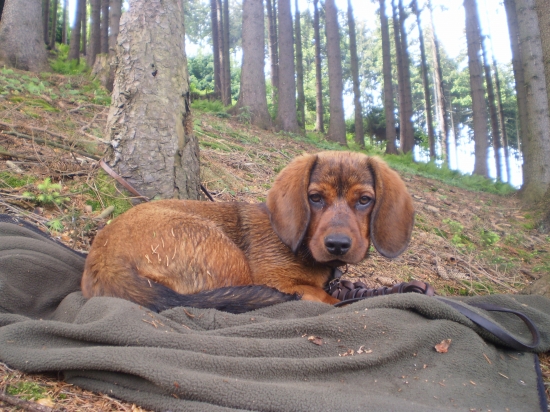 Dina z Nízkych Beskýd 3